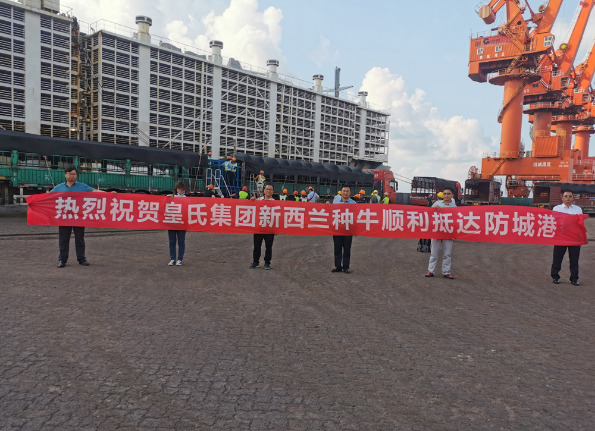 漂洋過(guò)海9000公里，優(yōu)質(zhì)新西蘭奶牛順利到港！